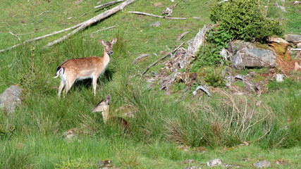 Damwild im Schwarzwald