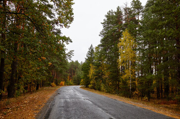 Asphalt twisty suburban road at autumn. A bend road at rural Europe. The bright colors of fall
