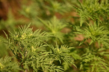 green leaves of ragweed close-up as a background, green branches of ragweed photo from above	
