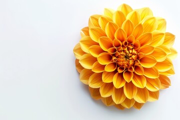 Bright and cheerful close-up of a yellow dahlia flower, captured in natural light, showcasing its vivid color and intricate petal patterns.