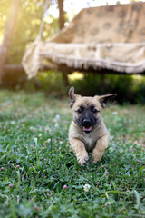 Happy puppy running on the grass outdoors on a sunny day. Portrait of beautiful puppy running with open mouth.