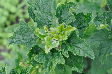 Diseases of black currant. Powdery mildew is a fungal disease caused by the fungus Erysiphales. Disease during periods of heavy rain