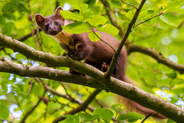 A Marten Skillfully Climbing a Tree in a Beautiful, Lush Green Forest Environment