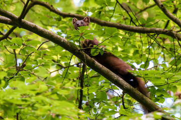 A Marten Skillfully Climbing a Tree in a Beautiful, Lush Green Forest Environment