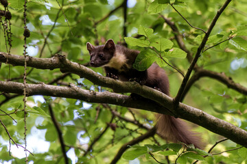 A Marten Skillfully Climbing a Tree in a Beautiful, Lush Green Forest Environment