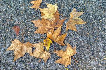 Colorful autumn leaves on pavement background