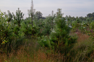 Horizontal webs of Sheet weaver spiders full of dew drops on young pine trees