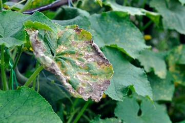 Dry cucumber leaves. Spots on leaves, lack of nutrients, water, pest infestation.