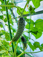 Dos pepinos verdes creciendo en una planta en un invernadero con hojas grandes.