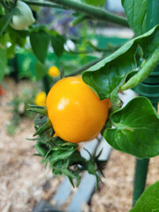 Tomate amarillo maduro creciendo en una planta en el jard&iacute;n.