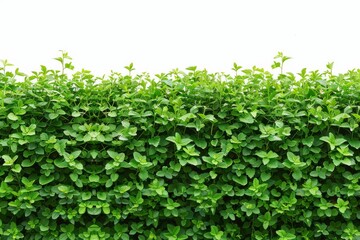 Obraz premium Beautiful tropical garden with a variety of palm trees and vibrant flowers, captured in bright daylight, showcasing the lush greenery and exotic atmosphere.