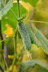 young cucumber on a branch on a net, young cucumbers grown at home 