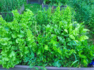 Lechuga y espinaca creciendo en un huerto con vegetación densa y variada.