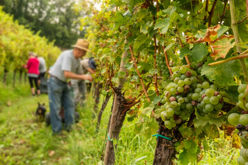 Wine harvest season scene in autumn