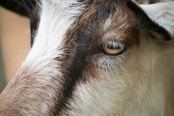 portrait of a goat