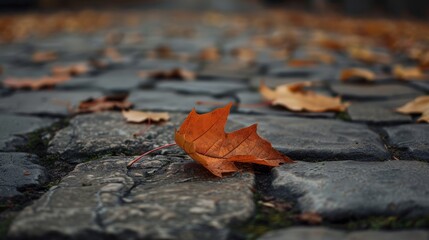 Fallen leaf on stone path