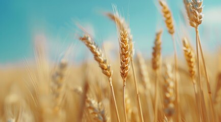 Fototapeta premium Golden Wheat Field Under Blue Sky