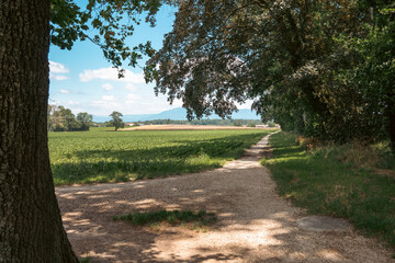 chemin de campagne en été , Collex- Bossy, Genève, Suisse