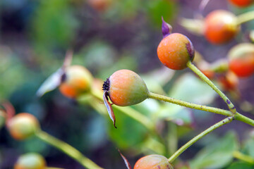 close up of rose seeds and leaves in the nature 