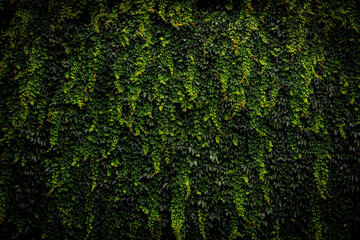Green wild grapes leaves background