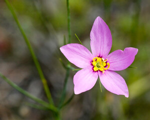 Fototapeta premium Sabatia grandiflora, Marsh-pink. Front view of the pink flower showing details of the yellow center, stamens and pistons. Blurred foliage in background.
