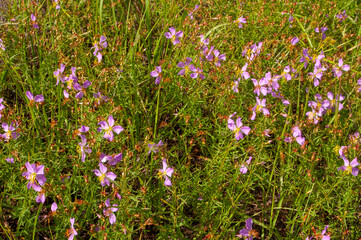 Rhexia mariana, pale meadowbeauty. A colony of many showy pink flowers growing in full sun in a wet flatwoods meadow.