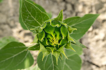 leaves of a plant