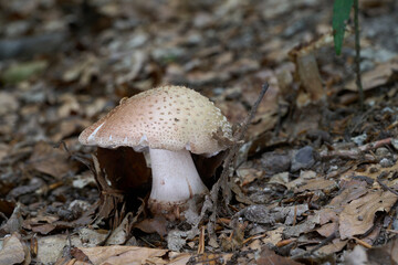 Amanita rubescens mushroom in the leaves. Known as Eurasian Blusher. Wild edible mushroom in beech forest.