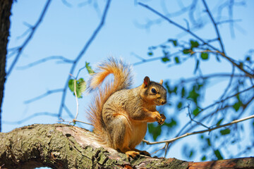 The fox squirrel (Sciurus niger), also known as the eastern fox squirrel or Bryant's fox squirrel