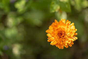 blooming marigold flower