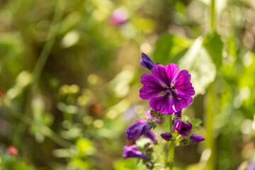 wild mallow flower in the wild
