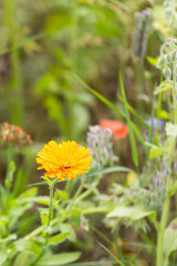 blooming marigold flower