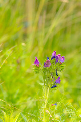 flower on green background