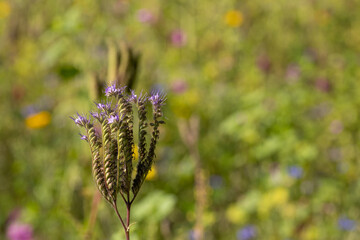 purple tansy against blurry flowerfield