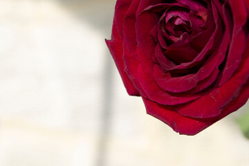 red rose on a wooden background