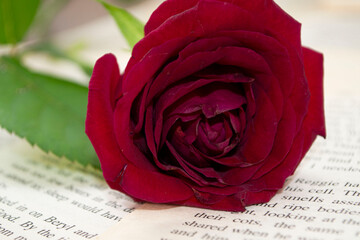 red rose on a book