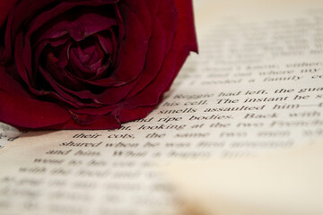 red rose on book