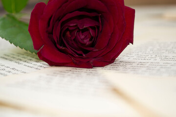 red rose on book