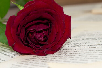 red rose on book