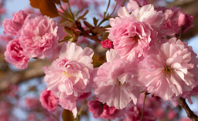 beautiful blossoming sakura, closeup, pink flowers