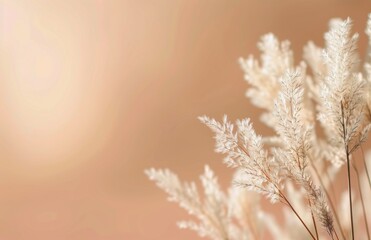 Fototapeta premium White Pampas Grass in Sunlight