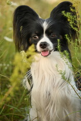 black and white papillon dog running in a meadow, a black and white pallion running in a field 