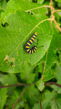 black-yellow caterpillar of Acronicta alni, the alder moth, moth of the family Noctuidae, on a green leaf