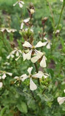 Eruca vesicaria or Eruca sativa, known as arugula, rocket,ruchetta, rucola, rucoli, rugula, colewort, roquette, salad vegetable, blooming vegetable