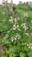 Eruca vesicaria or Eruca sativa, known as arugula, rocket,ruchetta, rucola, rucoli, rugula, colewort, roquette, salad vegetable, blooming vegetable