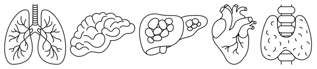 Set of human internal organs line icons. Human lungs, brain, liver, heart and thyroid gland outline icons on white background. Vector illustration