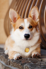 Pembroke Welsh Corgi dog lies on the stage