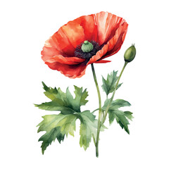 Naklejka premium Red poppy flower watercolor illustration vector. Meadow wild blossom set, field blooming plants clip art. Green buds and leaves
