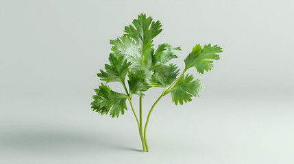 Fototapeta premium Fresh Cilantro White Background Aspect 16:9