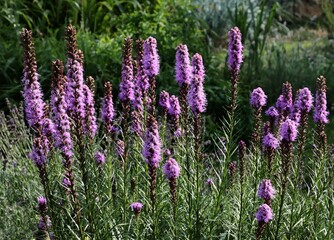 Purple flowers of Liatris spicata plant in the garden